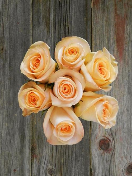 TIFFANY  PEACH ROSES